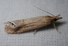 Euchromius californicalis