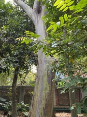Eucalyptus pellita