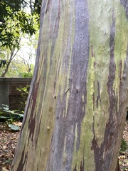 Eucalyptus pellita