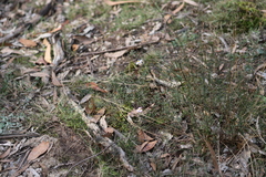 Brachyscome multifida multifida