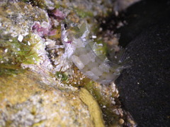 Large-Nose Weedfish photo 1