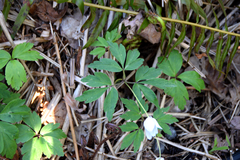 Anemonoides quinquefolia