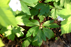 Anemonoides quinquefolia