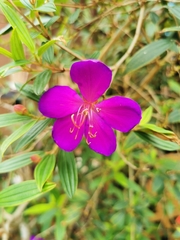 Pleroma semidecandrum