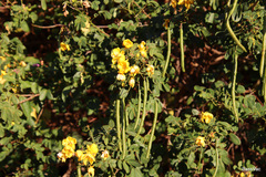 Senna pendula glabrata