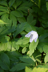 Anemonoides quinquefolia