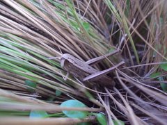 Amblytropidia australis