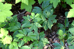 Anemonoides quinquefolia