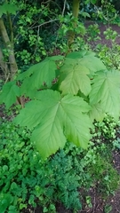 Acer pseudoplatanus