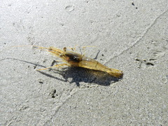 Macrobrachium acanthurus