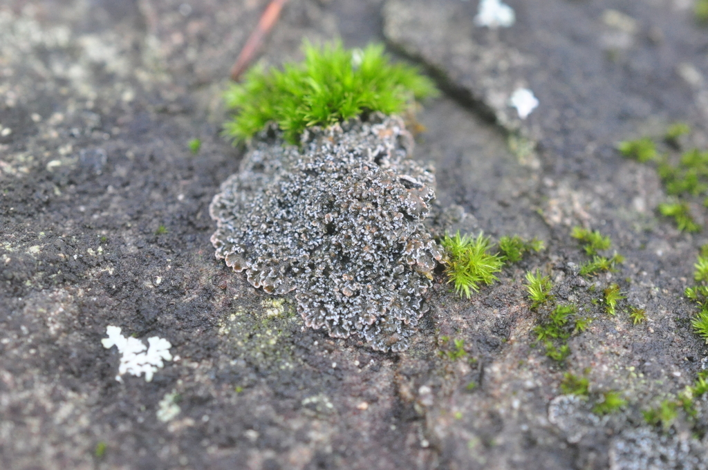 Fuscopannaria maritima