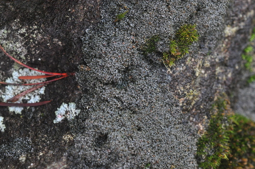 Fuscopannaria maritima image