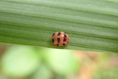 Epilachna maculicollis