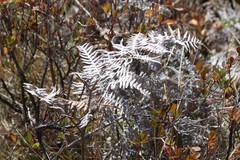 Pteridium aquilinum decompositum