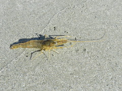 Macrobrachium acanthurus