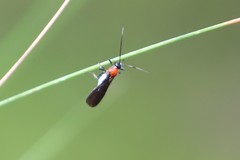Campyloneurus