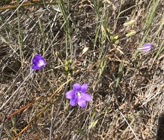 Brodiaea kinkiensis