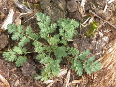 Corydalis aurea aurea