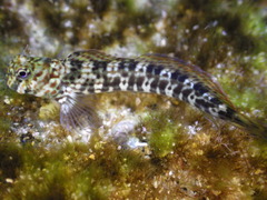 Istiblennius dussumieri
