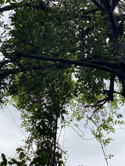 Garcinia oblongifolia