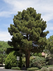 Pinus brutia eldarica
