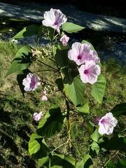 Ipomoea carnea fistulosa