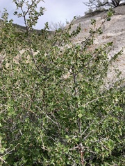 Ribes leptanthum