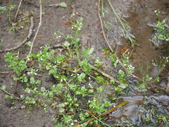 Cardamine breweri orbicularis