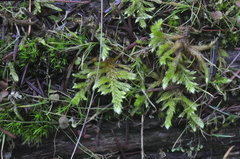 Homalothecium megaptilum