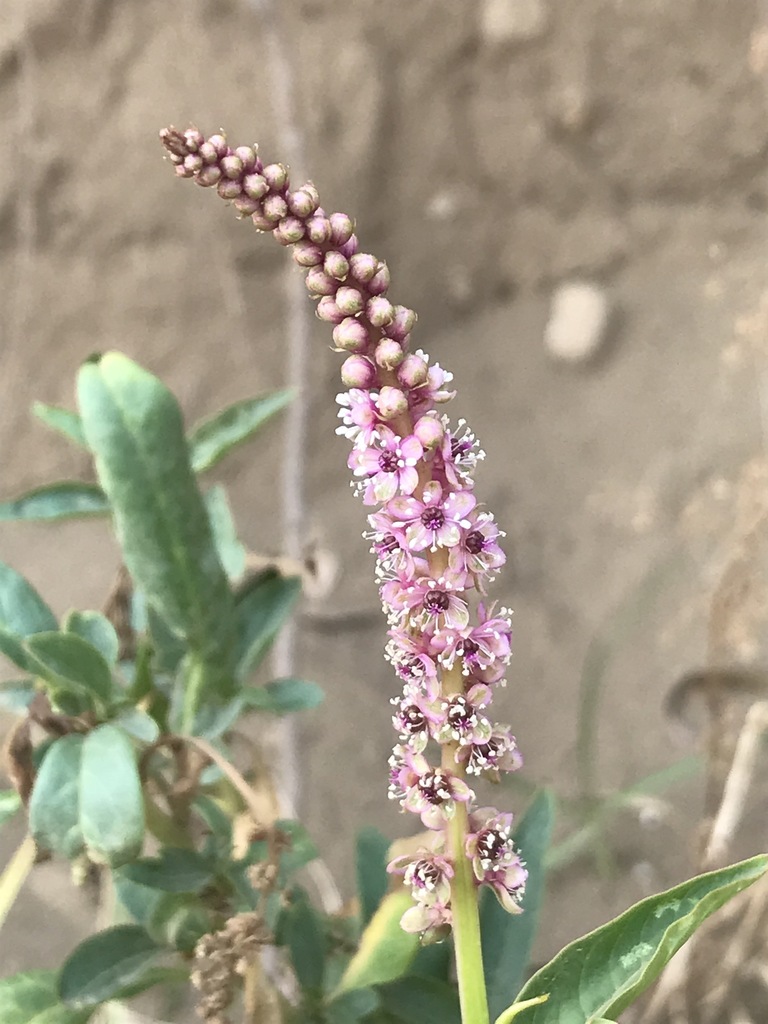 Tropical Pokeweed