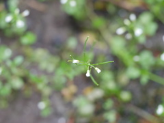 Cardamine breweri orbicularis