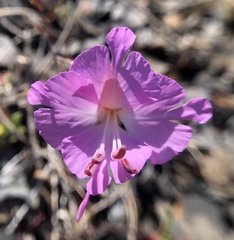 Clarkia breweri