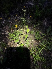 Maurandya antirrhiniflora