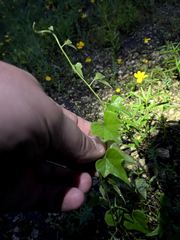 Maurandya antirrhiniflora