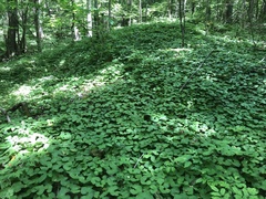 Asarum canadense reflexum