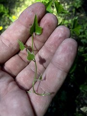Maurandya antirrhiniflora