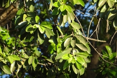 Sideroxylon cartilagineum