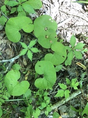 Asarum canadense reflexum