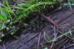 Scytinium palmatum