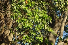 Sideroxylon cartilagineum