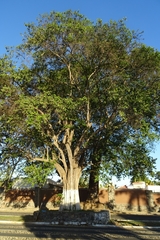 Sideroxylon cartilagineum