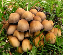 Coprinellus saccharinus