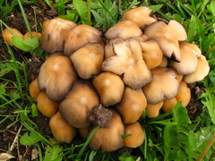 Coprinellus saccharinus