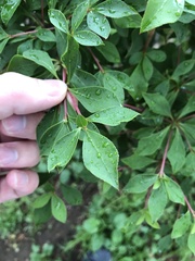 Enkianthus perulatus