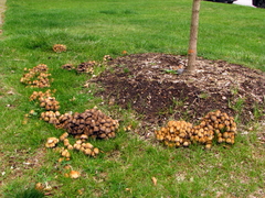 Coprinellus saccharinus