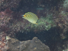 Chaetodon pelewensis
