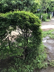 Enkianthus perulatus