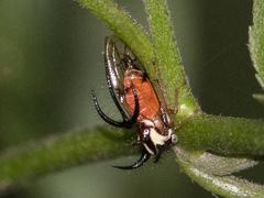 Cyphonia trifida