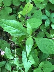 Yeatesia viridiflora