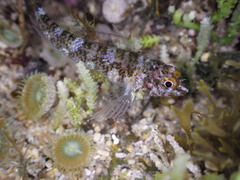 Enneapterygius rufopileus